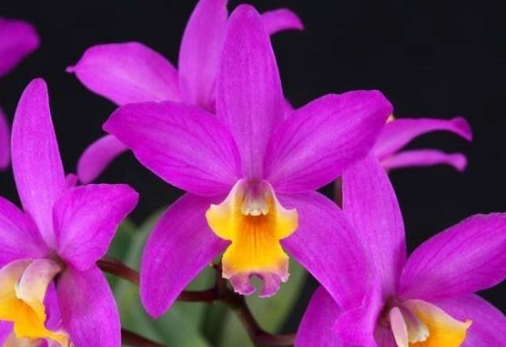 Cattlianthe Tiny Treasure (Cattlianthe Porcia x Cattleya longipes)