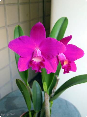 Cattleya Jewel Star 'Happy Firy' ( C. Starry Sky × C. Orpetii)