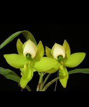 Cycnoches Mass Confusion (Cyc. chlorochilon x Cyc. Warscewiczii)