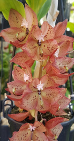 Carica l'immagine nel visualizzatore Galleria, Cycnoches TLDC Purple Frilled Lizard 'Orange Coffee' (Cyc. Anne-Kathrin Berger × Cyc. barthiorum)