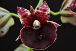 Load image into Gallery viewer, Catasetum Suzan Fuchs 'Sun Spot'