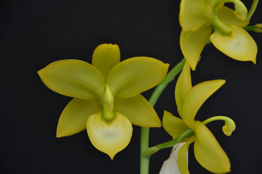 Cycnodes Super Swan (Cycd. Taiwan Gold × Cyc. Warszewiczii)