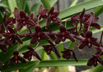 Carica l'immagine nel visualizzatore Galleria, Cymbidium Little Black Sambo 'Black Magic'