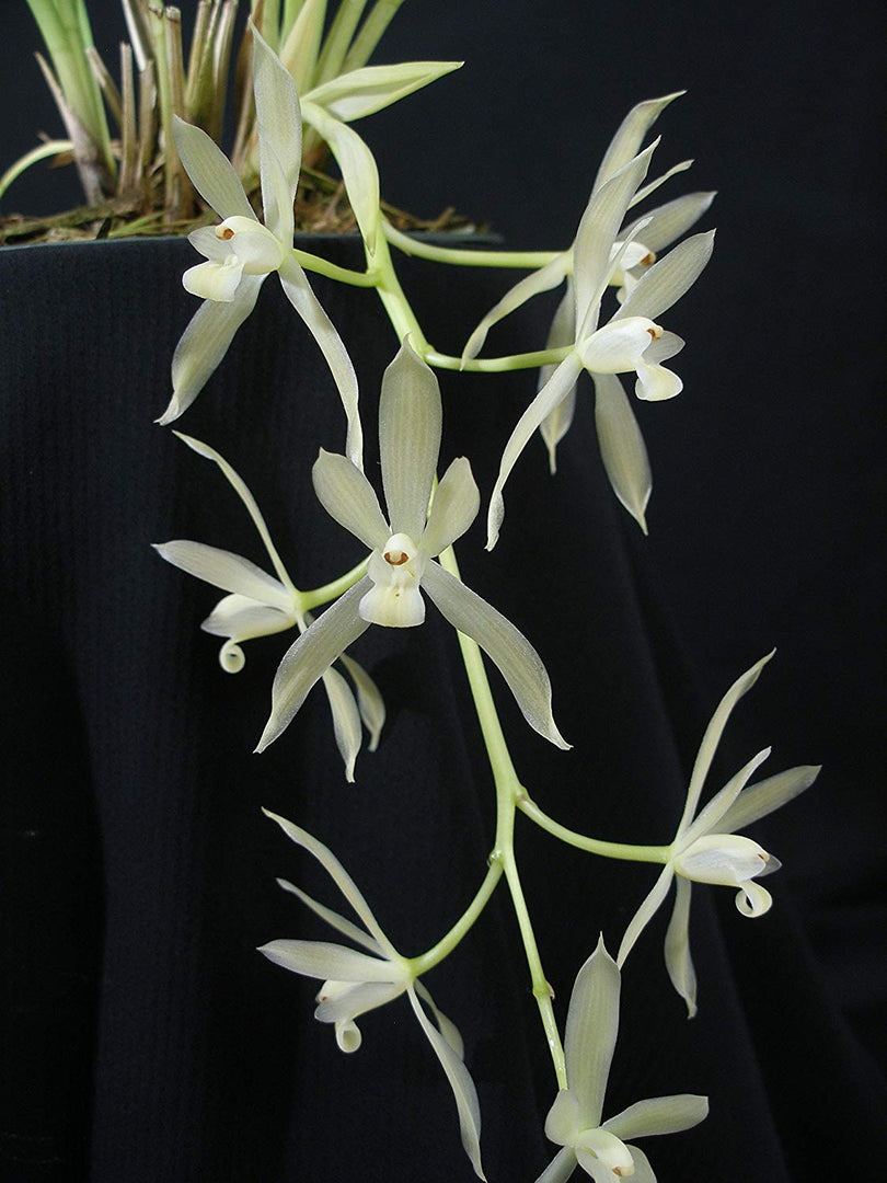Cymbidium dayanum var. alba