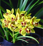 Load image into Gallery viewer, Cymbidium Eastern Wind 'Emerald' Red Lip