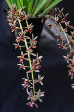 Carica l'immagine nel visualizzatore Galleria, Cymbidium aloifolium