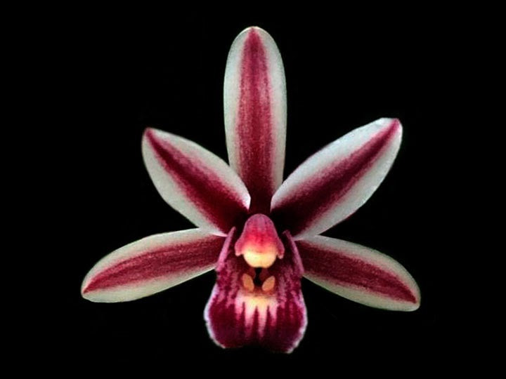 Cymbidium aloifolium
