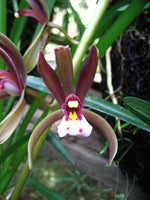 Carica l'immagine nel visualizzatore Galleria, Cymbidium atropurpureum