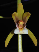 Carica l'immagine nel visualizzatore Galleria, Cymbidium finlaysonianum