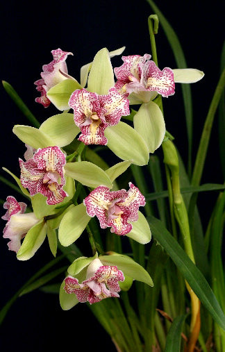 Cymbidium Green Valley Emerald "Tri-Lips"