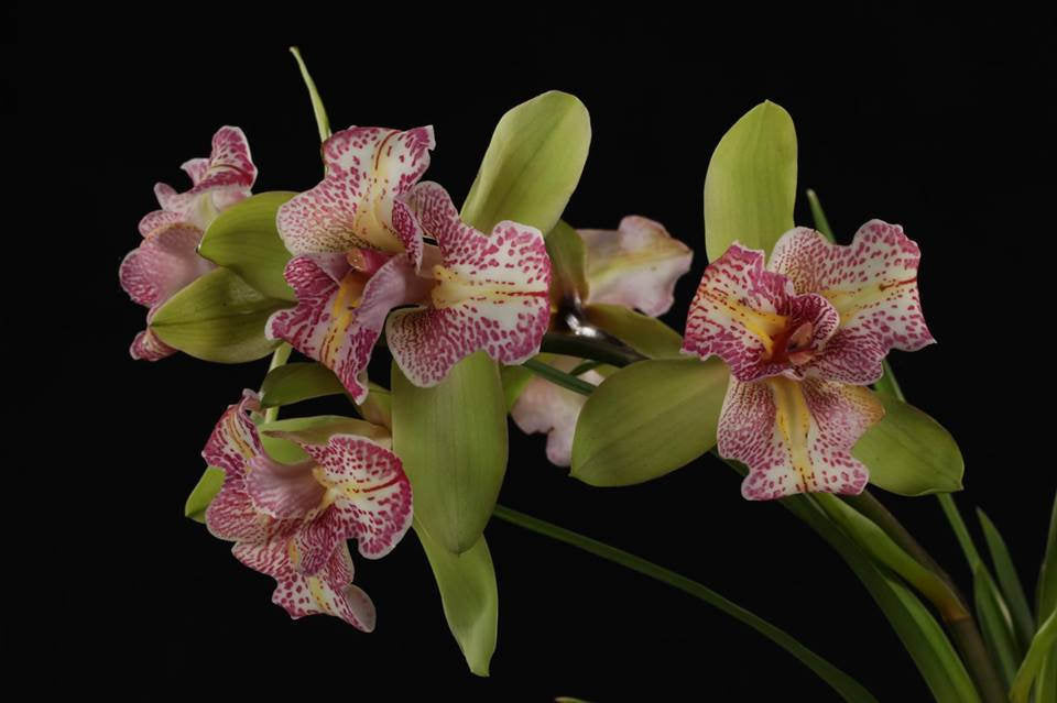 Cymbidium Green Valley Emerald "Tri-Lips"