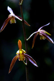 Cymbidium sinense
