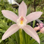 Load image into Gallery viewer, Cymbidium wadae