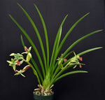 Load image into Gallery viewer, Cymbidiella rhodochilla