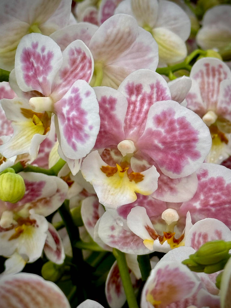 Phalaenopsis Spotty Brigitte