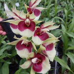 Carica l&#39;immagine nel visualizzatore Galleria, Catasetum faustoi-pileatum (pileatum x faustoi)
