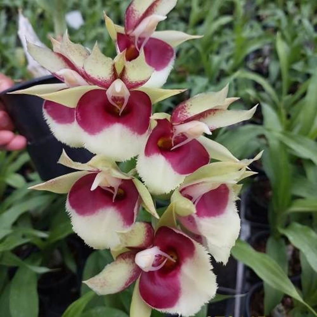 Catasetum faustoi-pileatum (pileatum x faustoi)