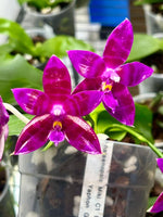 Load image into Gallery viewer, Phalaenopsis OH Pink Obsession "OH" SM/DOG MERISTEM