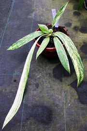 Anthurium vittariifolium Variegata