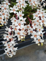 Carica l'immagine nel visualizzatore Galleria, Sarcochilus hartmannii