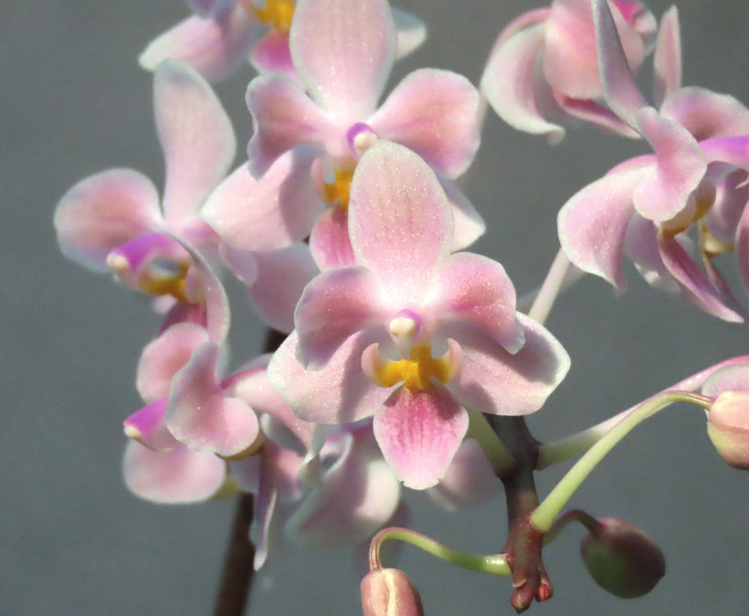 Phalaenopsis Silbergrube (Phal. celebensis x Phal. equestris f. peloric)
