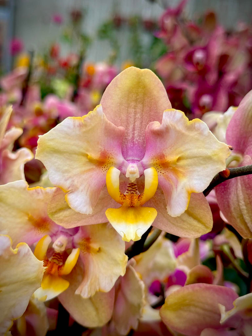 Phalaenopsis Fonda - Peloric