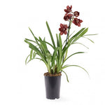 Carica l'immagine nel visualizzatore Galleria, Cymbidium Dark Freak 'Mud in the Eye'
