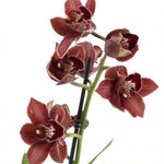 Carica l'immagine nel visualizzatore Galleria, Cymbidium Dark Freak 'Mud in the Eye'
