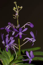 Carica l'immagine nel visualizzatore Galleria, Darwinara Charm 'Blue Star' (Neof. falcata x Vasco. Tham Yuen Hae)