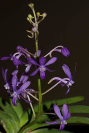 Darwinara Charm 'Blue Star' (Neof. falcata x Vasco. Tham Yuen Hae)