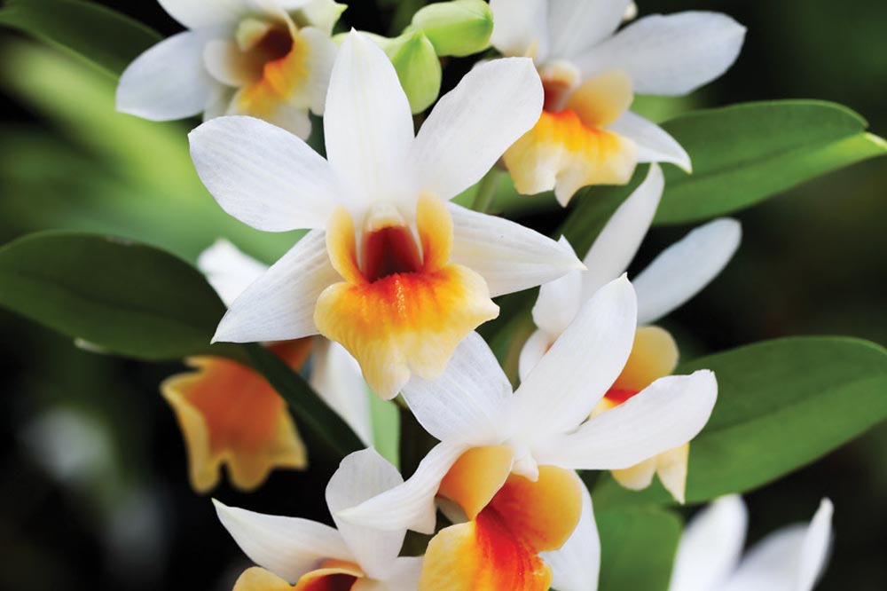 Dendrobium Christy Dawn (Dendrobium christyanum × Dendrobium Dawn Maree)