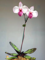 Carica l'immagine nel visualizzatore Galleria, Paphiopedilum delenatii var. vinicolor x self