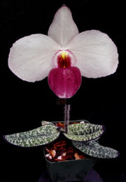 Paphiopedilum delenatii var. vinicolor x self