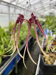 Bulbophyllum blumei