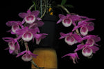 Load image into Gallery viewer, Dendrobium Adastra 'Ono Ono 15' (Dendrobium anosmum x Dendrobium aphyllum)