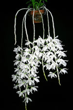 Carica l'immagine nel visualizzatore Galleria, Dendrobium anosmum var alba