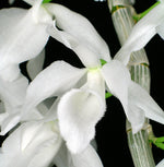 Carica l'immagine nel visualizzatore Galleria, Dendrobium anosmum var alba