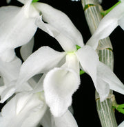 Dendrobium anosmum var alba