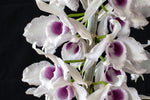 Carica l'immagine nel visualizzatore Galleria, Dendrobium anosmum f. semialba