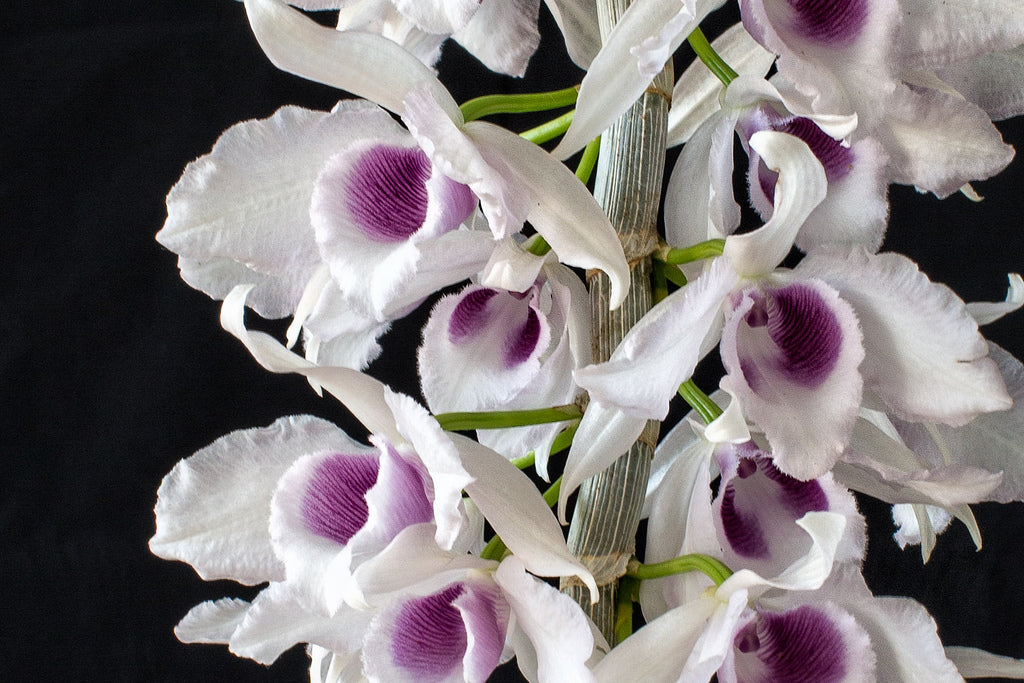 Dendrobium anosmum f. semialba