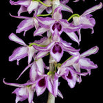Carica l'immagine nel visualizzatore Galleria, Dendrobium anosmum 'Touch of class'