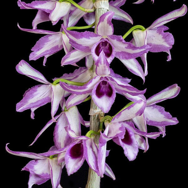 Dendrobium anosmum 'Touch of class'