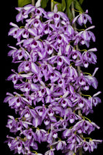 Carica l'immagine nel visualizzatore Galleria, Dendrobium anosmum 'Touch of class'