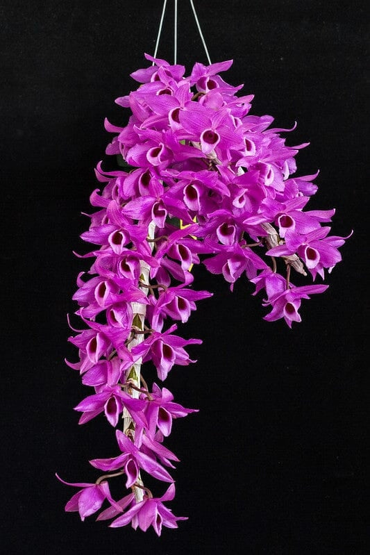 Dendrobium anosmum var. gigantea x Dendrobium Nestor 'Siam Rose'