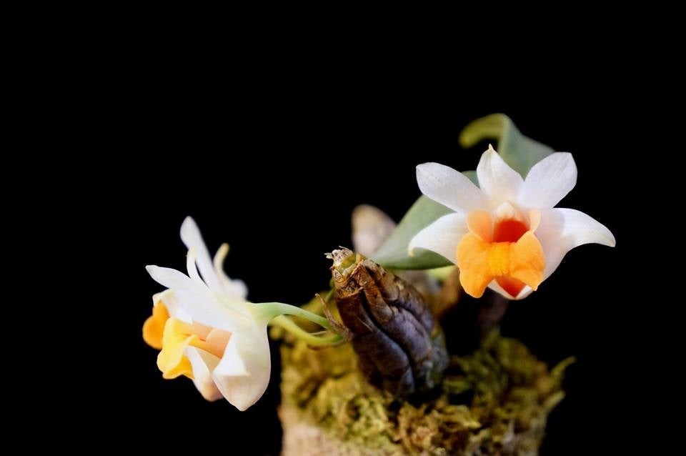 Dendrobium bellatulum
