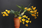Dendrobium chrysotoxum