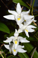 Load image into Gallery viewer, Dendrobium crumenatum