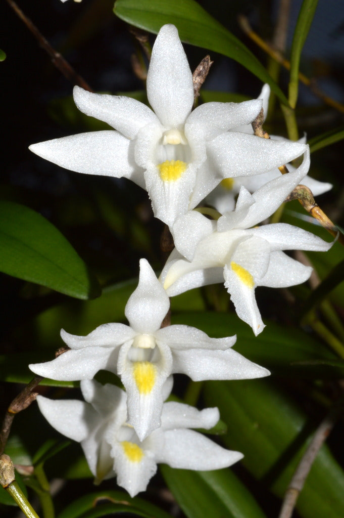 Dendrobium crumenatum