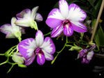 Carica l'immagine nel visualizzatore Galleria, Dendrobium Enobi Purple 'Splash' AM/AOS