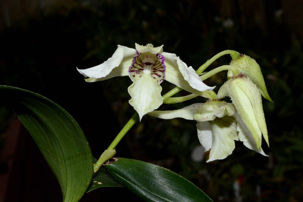 Dendrobium eximium x rhodostictum